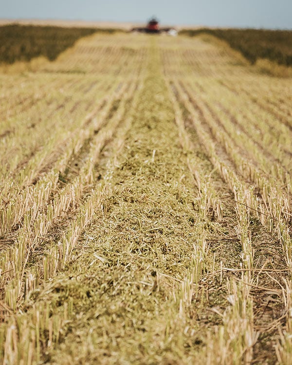 Rows of cut hemp plants stretch across a harvested field, with farming equipment blurred in the distance under a clear sky