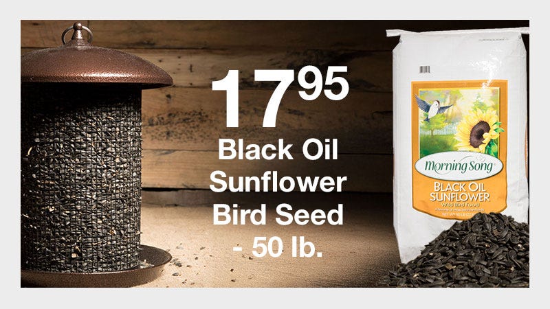 Black Oil Sunflower Bird Seed - 50 lb. On Sale for $17.95