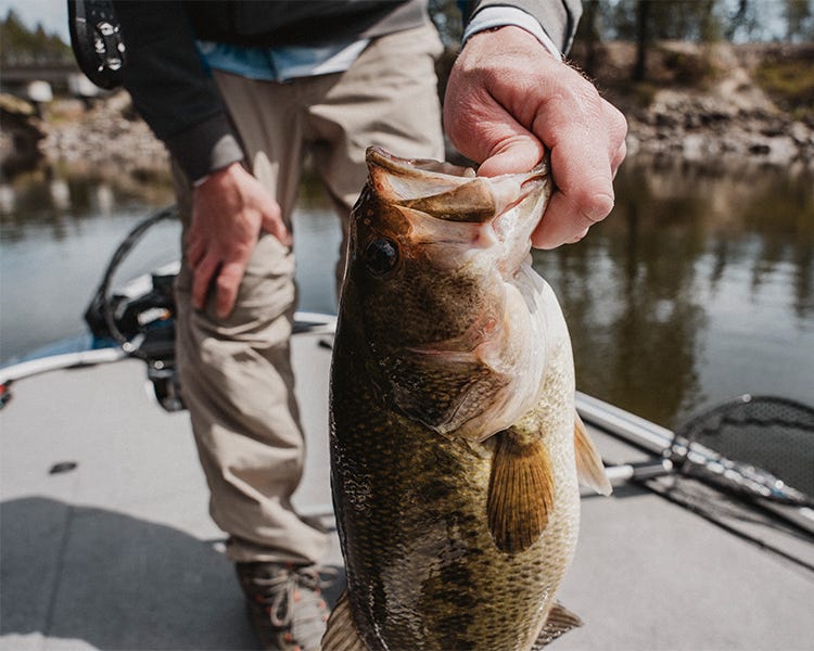 holding up largemouth bass on the deck of a bass boat 