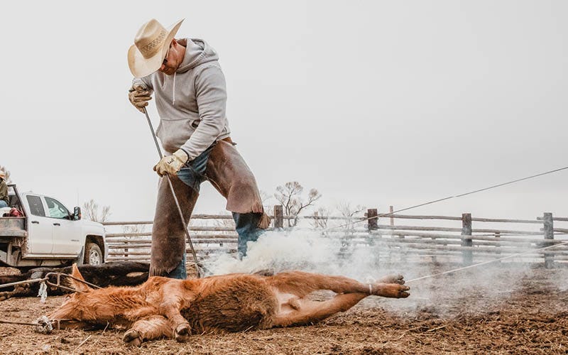 cow being branded