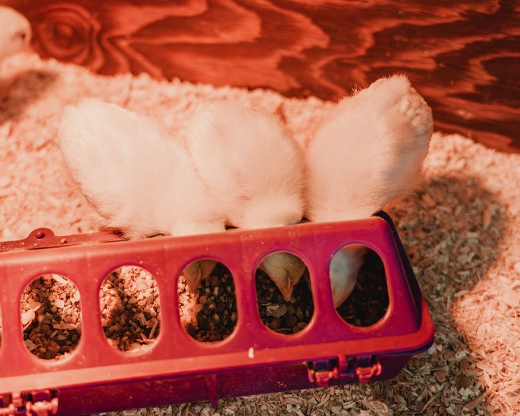 Three chicks with their heads inside a feeder