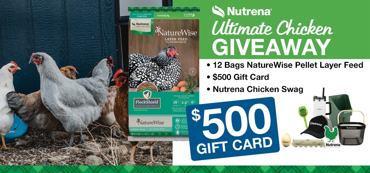 chicken giveaway $500 gift card
