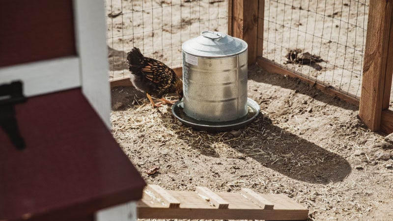 A chicken eats out of a metal feeder within a pin