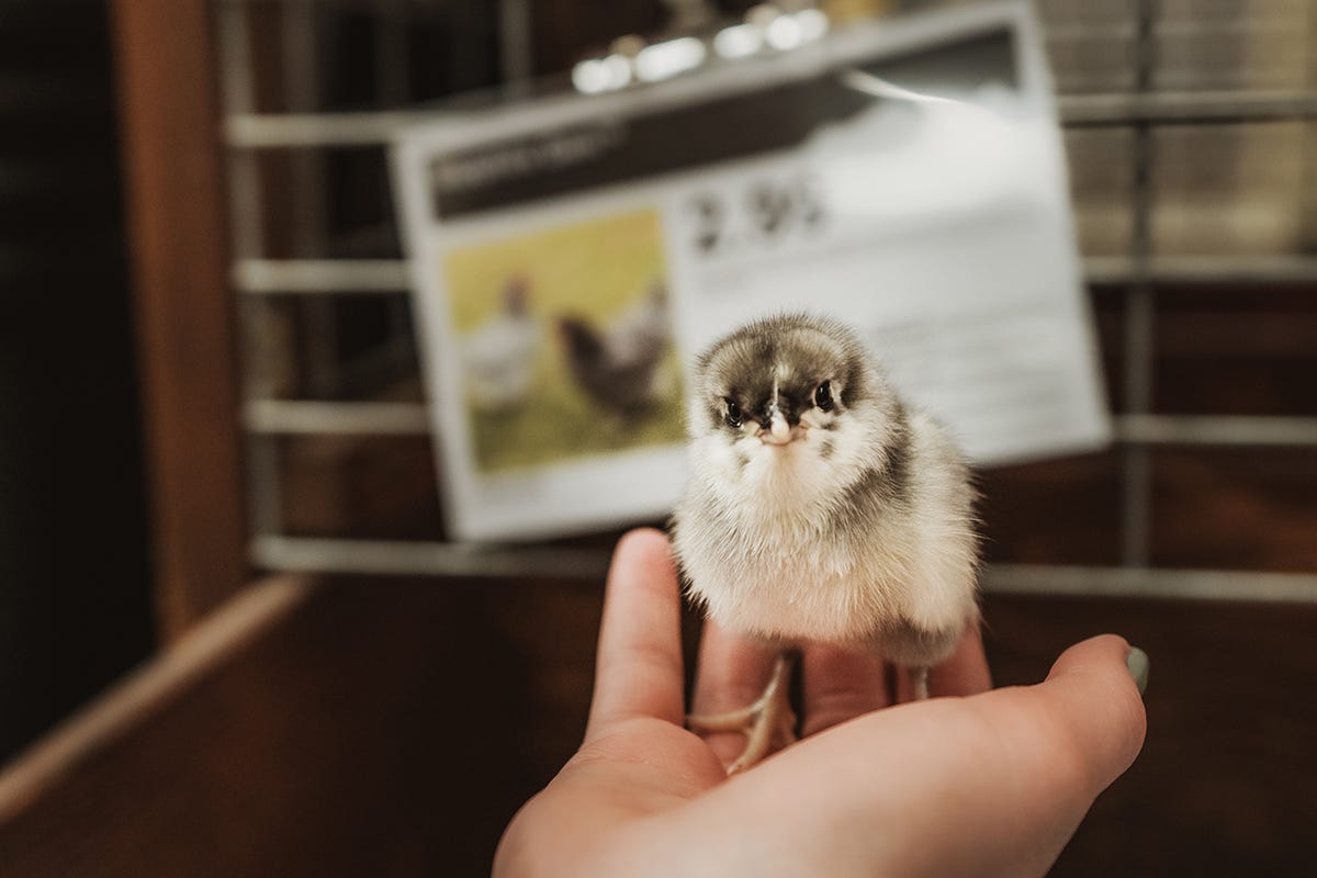 A chicken looks at the camera while standing in someone's hand