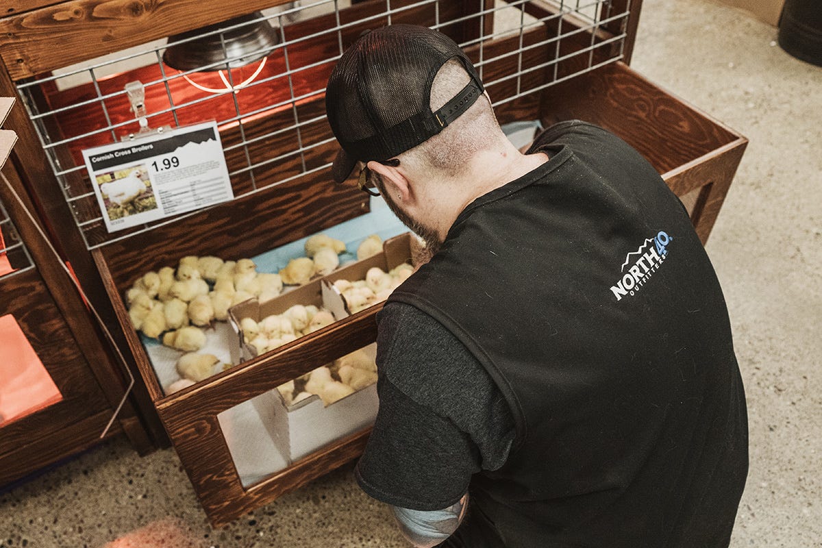 A North 40 employee places chicks in a warmer 