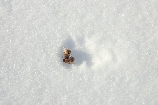 Close up of dead bees in snow.