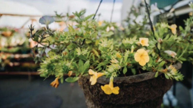 A hanging plant with yellow flowers is shown in the North 4 Greenhouse