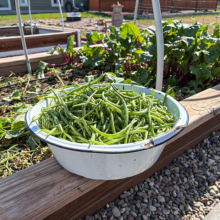 White enamel bowl filled with freshly harvested green beans resting on the edge of a raised garden bed. Additional garden beds and leafy vegetable plants are visible in the background, highlighting a productive backyard vegetable garden during harvest season.