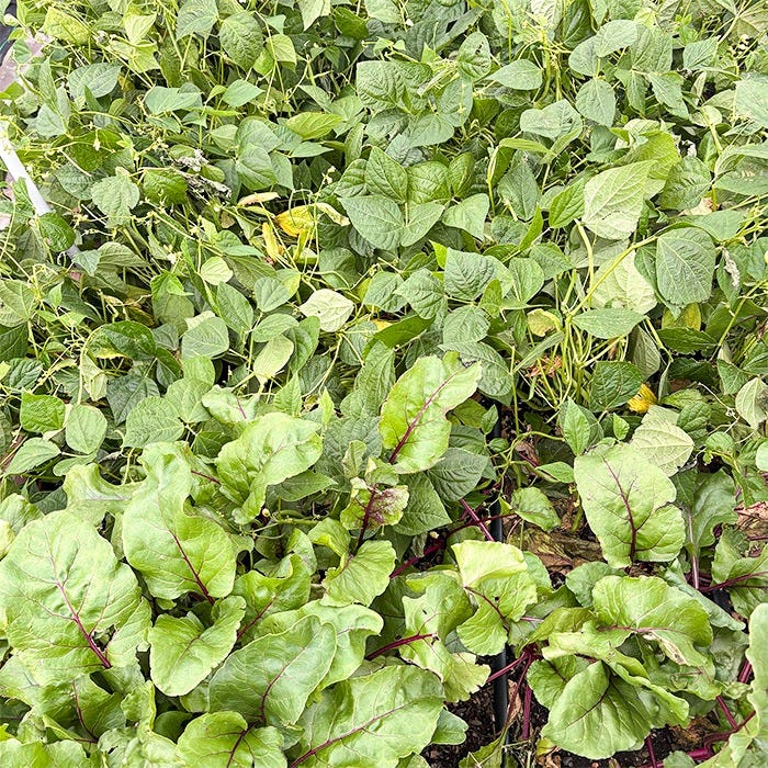 Mixed vegetable garden bed featuring mature beet plants with broad green leaves and reddish-purple stems growing beneath a thick canopy of green bean vines. The planting area is densely vegetated, showing healthy growth and overlapping crops during the growing season.