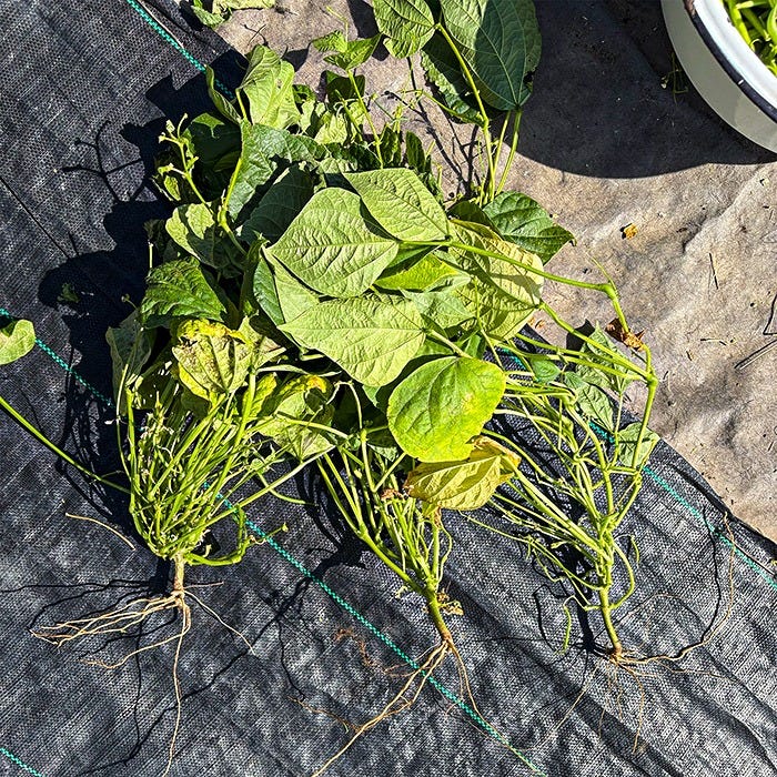 Green bean plants pulled from a garden bed and laid on landscape fabric, showing exposed root systems, stems, and broad green leaves. Several leaves display yellowing and signs of wear, while the harvested plants rest on black weed barrier fabric in direct sunlight.
