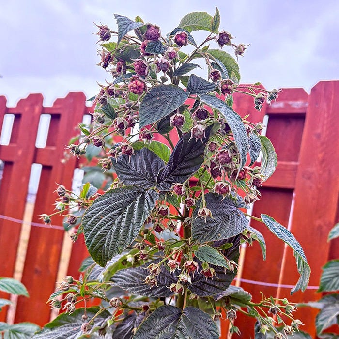 Close-up of a raspberry plant with clusters of ripening and developing berries growing on leafy canes. Dark green textured leaves surround the fruit, with a red wooden fence and cloudy sky visible in the background. 