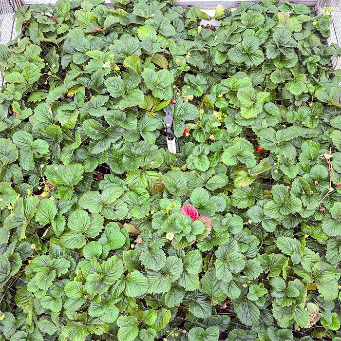 Overhead view of a densely planted strawberry bed filled with green strawberry leaves, white blossoms, and developing berries in various stages of ripeness. Several red strawberries are visible among the foliage, and a garden hand tool rests near the center of the planting.