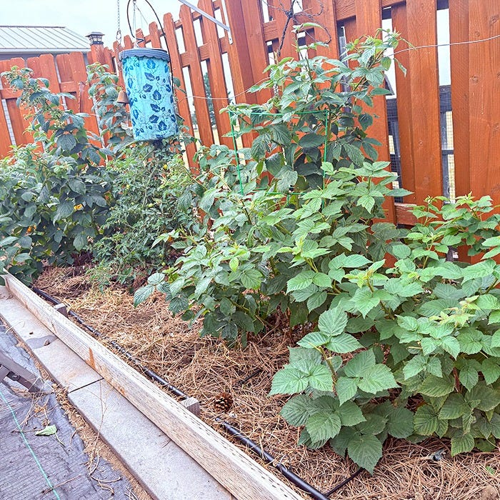 Raised garden bed planted with raspberry canes growing along a wooden fence. The bed is mulched with straw and equipped with drip irrigation tubing, while a blue decorative hanging container is suspended above the plants. Multiple raspberry bushes display dense green foliage along the length of the garden border.