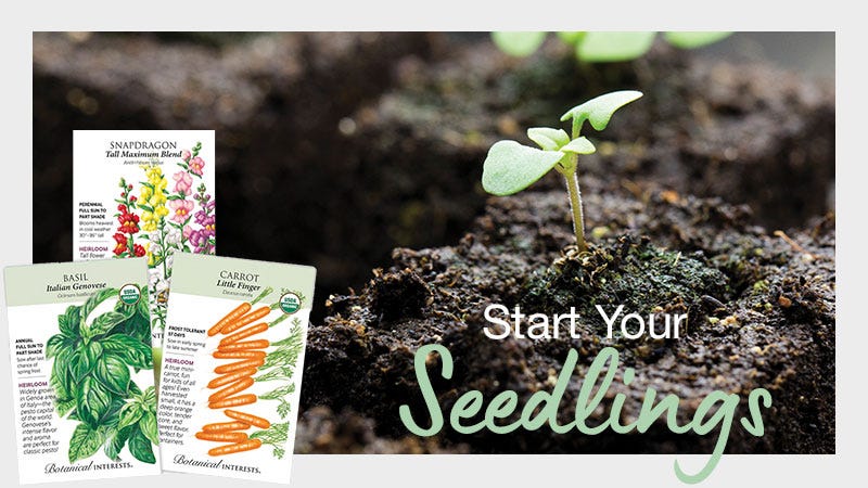 'Start Your Seedlings' text on top of an image of a seedling and packets of Botanical Interests Seeds