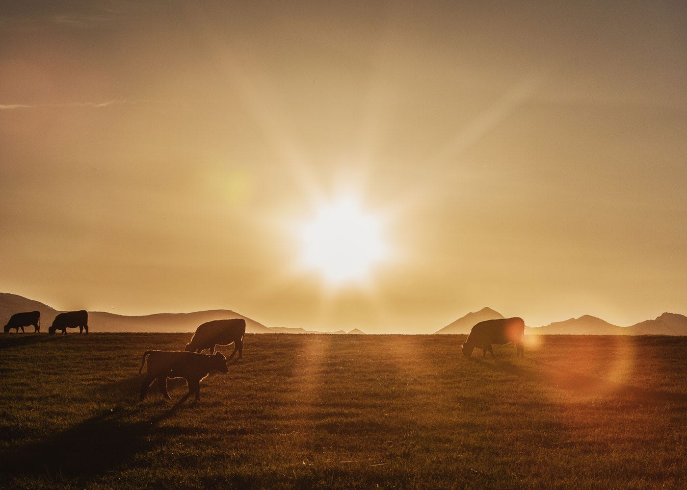 Five cows graze in the Montana summer sunset