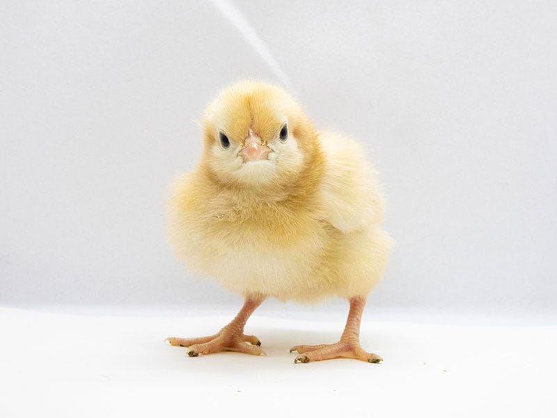 Buff Orpington Chick