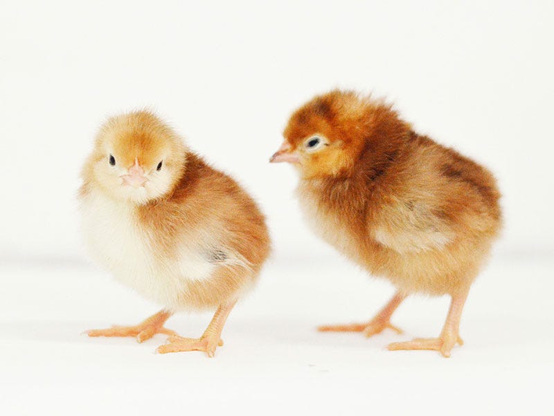 Two Rhode Island Red Chicks