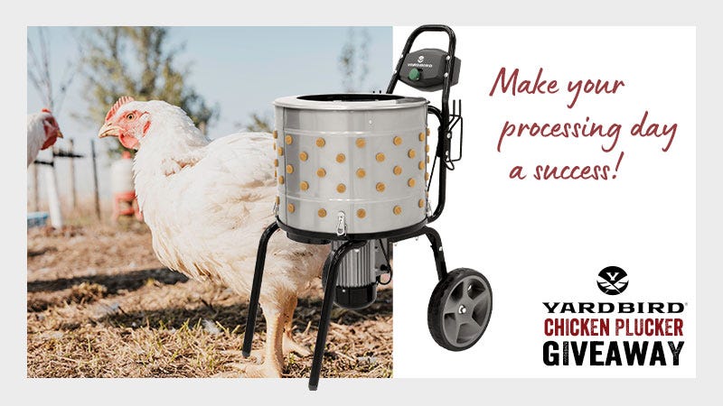 Shot of a meat bird on the left. To the right of the image the text reads "Make you processing day a success; Yardbird Chicken Plucker Giveaway."