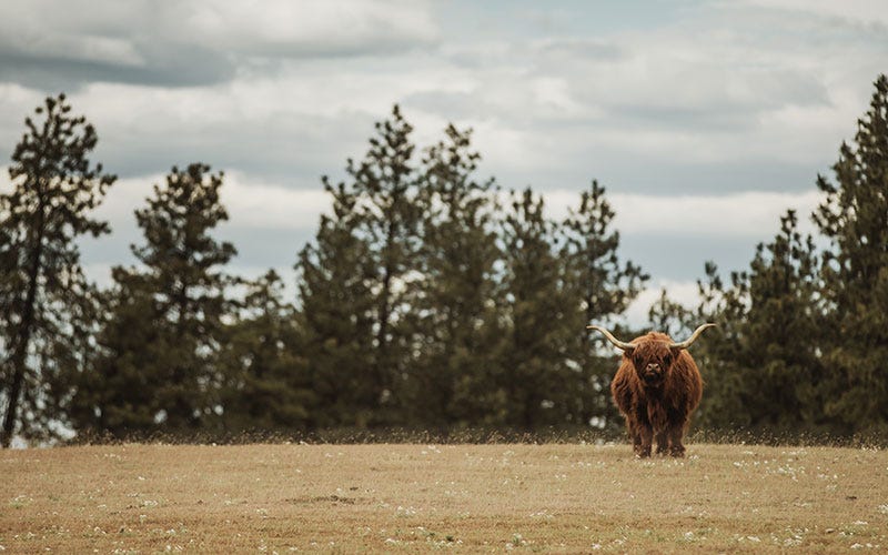 Highland cow in pasture