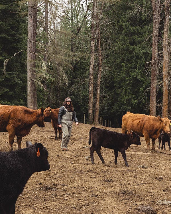 Maddie wearing Smith + Rogue Original canvas bib overalls and a dark jacket walking among cattle in a fenced, wooded outdoor area.