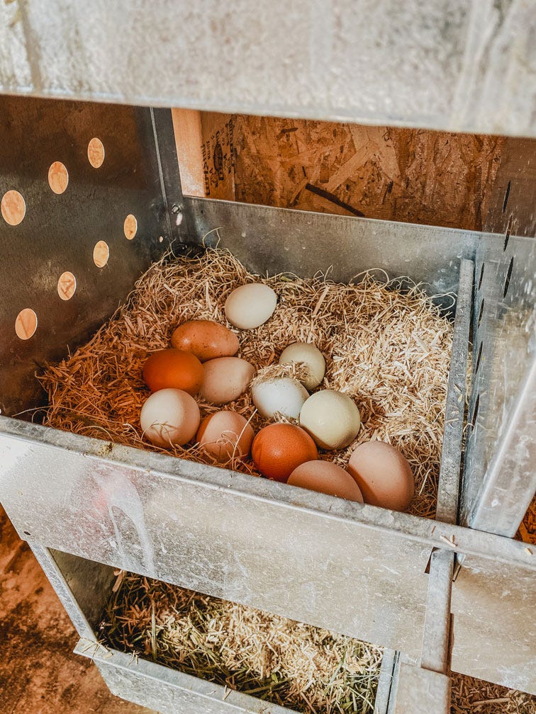 Heritage chicken eggs sitting on a bed of hemptana hemp bedding