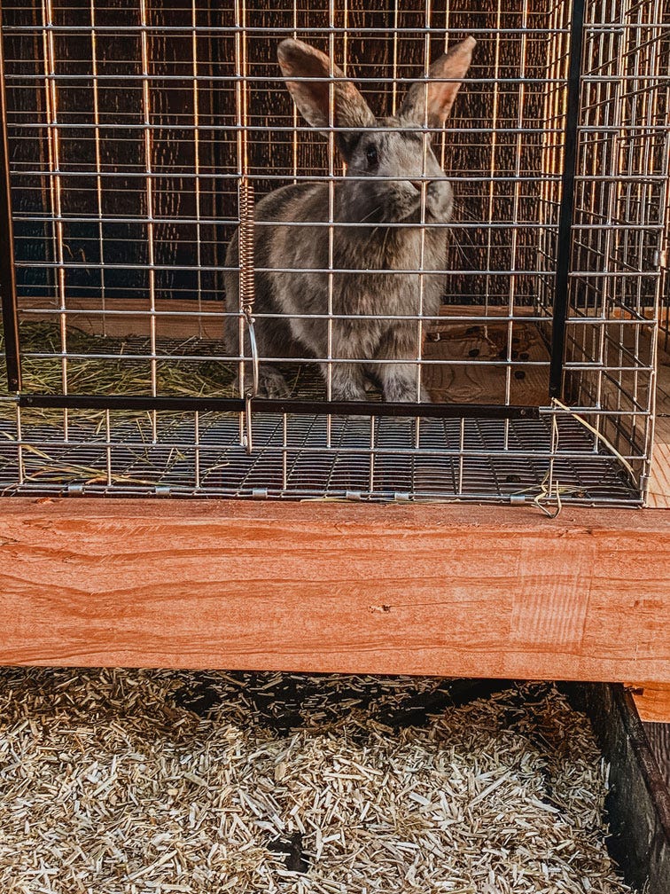 A curious grey rabbit sniffs at the camera from his cage