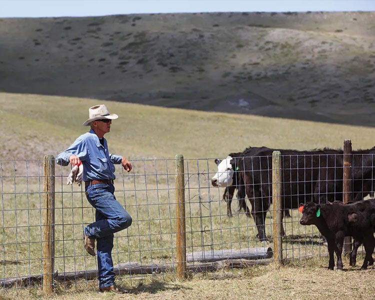 Rancher in western jeans and cowboy hat leaning against a wire fence while watching cows and a calf in a grassy pasture.