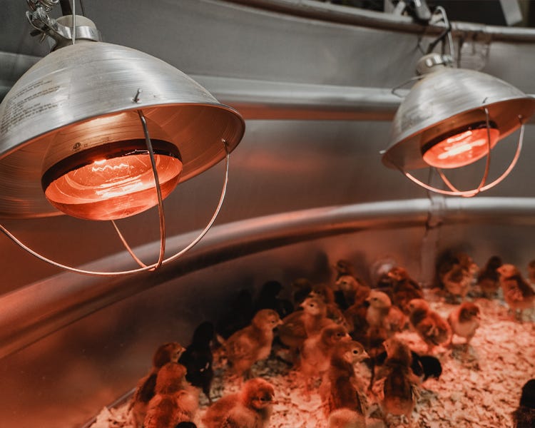 A close up of two brooder lamps with red bulbs inside of a brooder with chicks