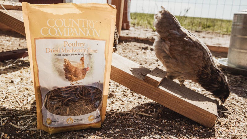chicken pecking at the ground on a ramp next to a bag of Country Companion mealworms