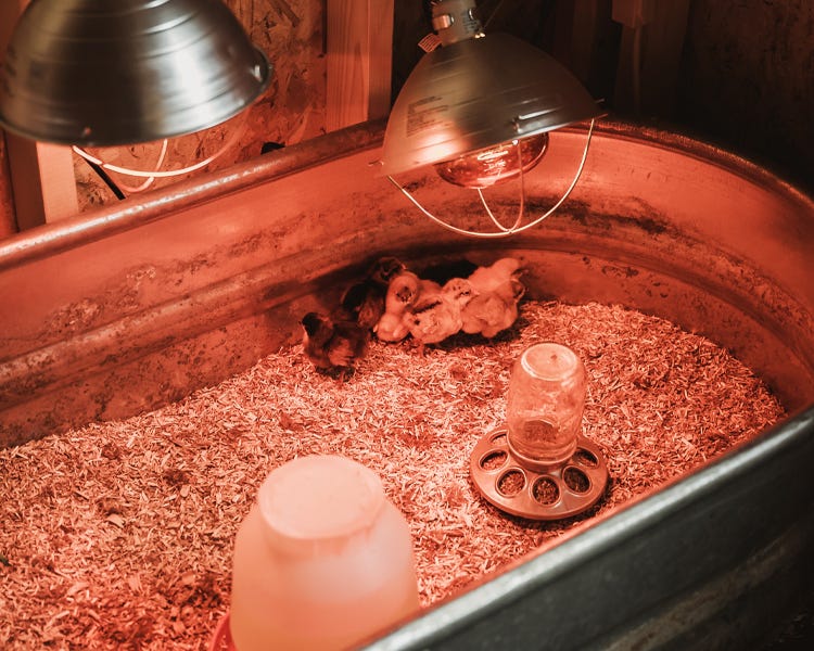 Chicks inside of a brooder with a heat lamp, waterer, and feeder
