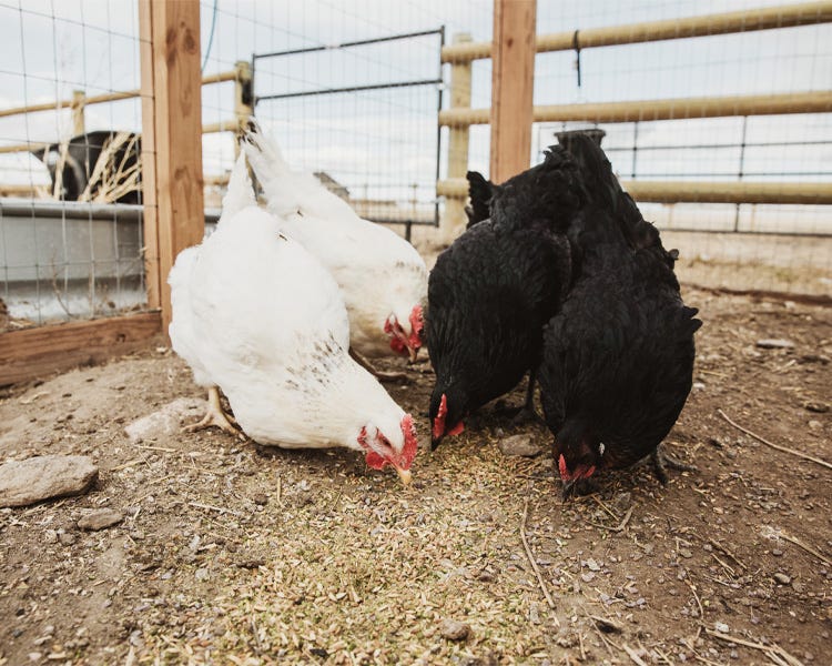 Black and white chickens peck food off the ground