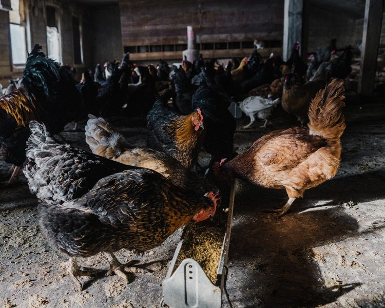 Chickens inside a coop eat feed out of a trough