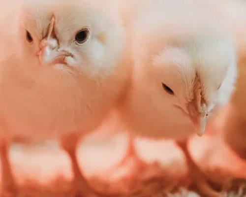 How to Raise Chickens