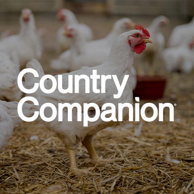  picture of a chickens  with country companion logo in the front 