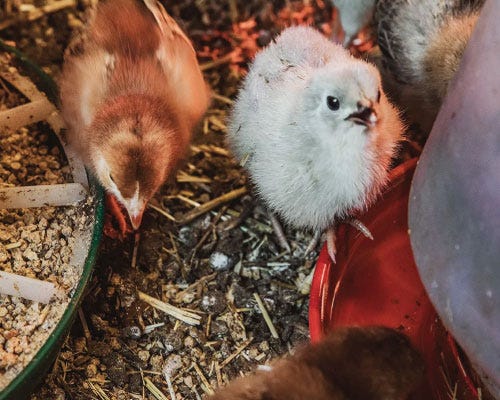 Why Use Crumble vs. Pellets when Feeding Chickens?