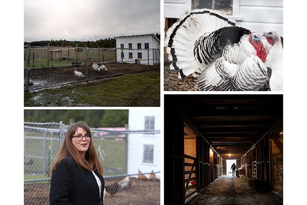 Collage of chicken coop in Deary with winner Lettis.