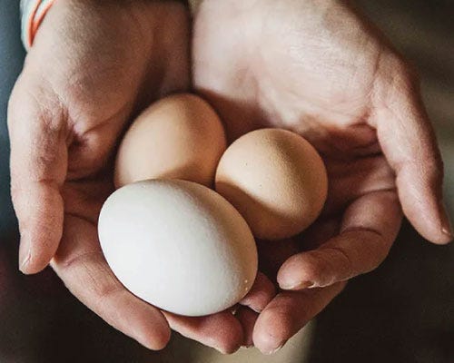 What Helps Chickens to Lay Eggs?