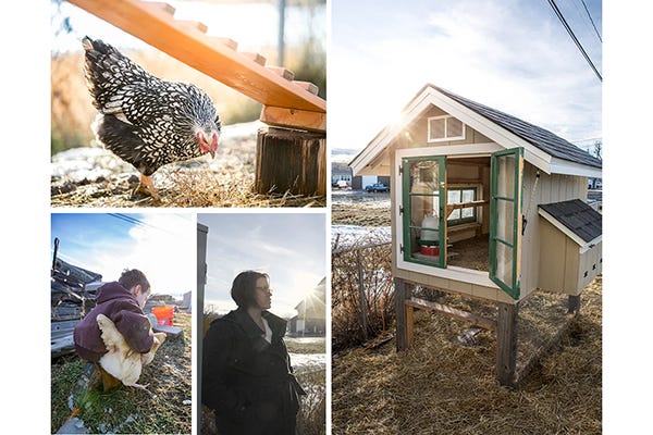 Collage of chicken coops in Great Falls with winner Jana's.