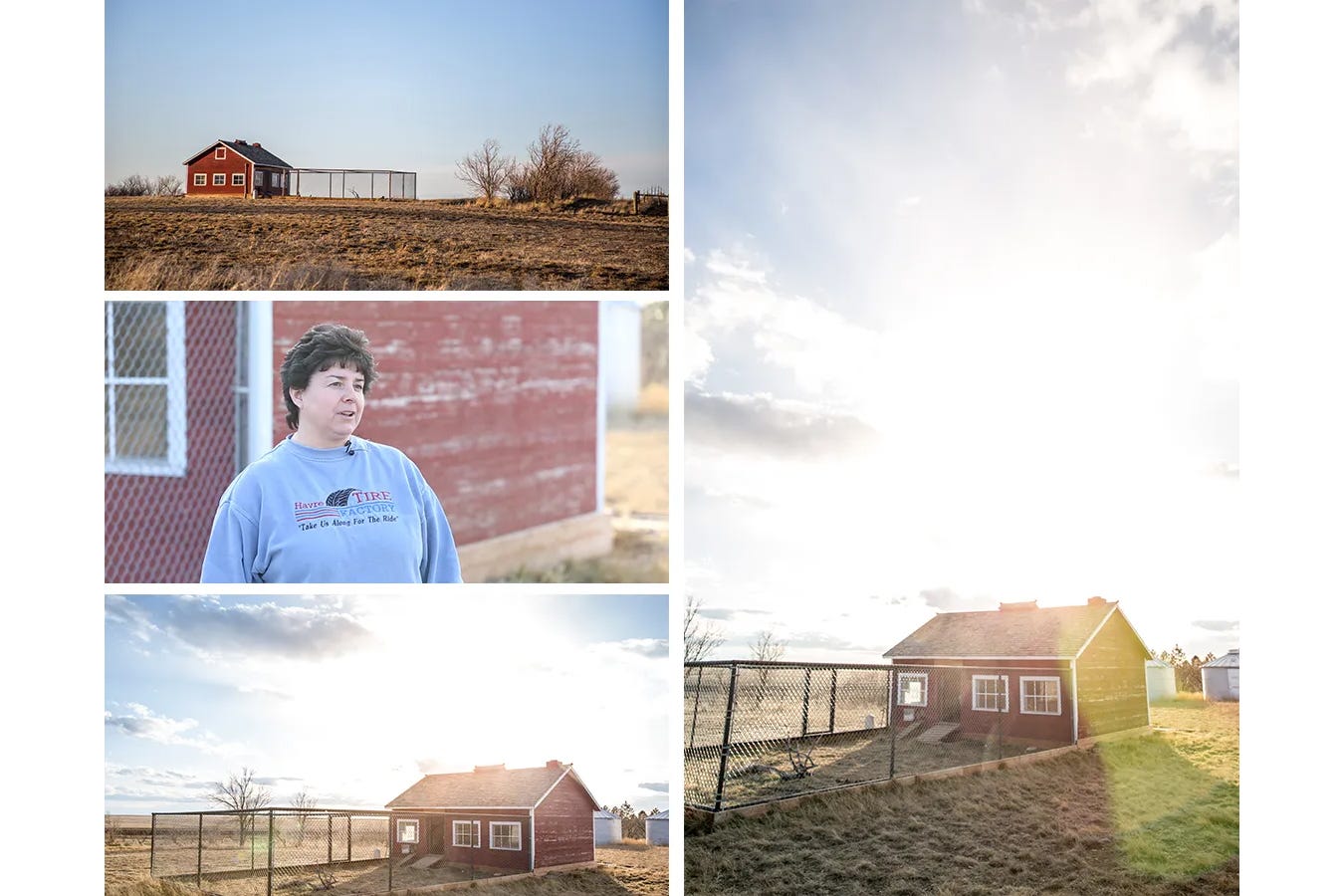 Collage of chicken coops and the Havre winner Carol.