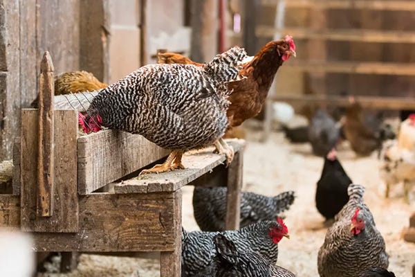 Chickens eating in coop.