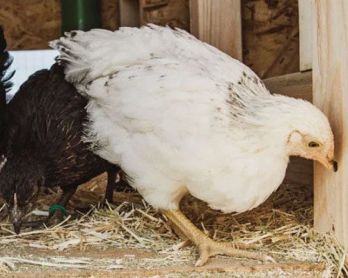 How to Raise Chickens