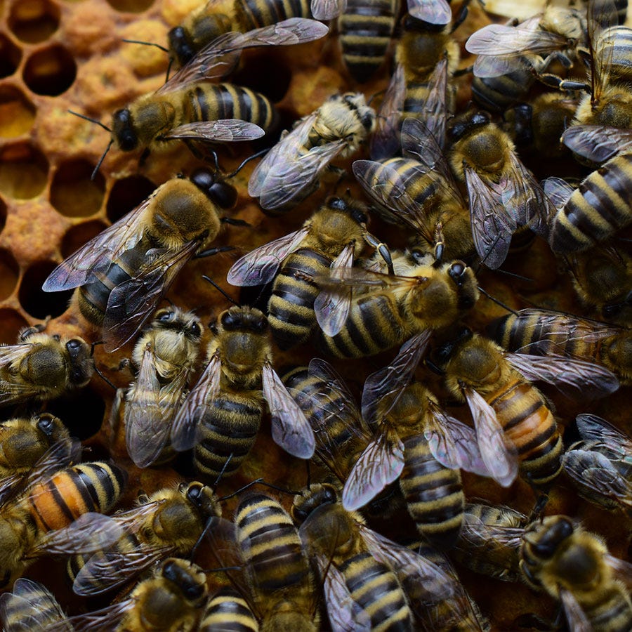 Honey Queen Bees - Multi 1 Pound
