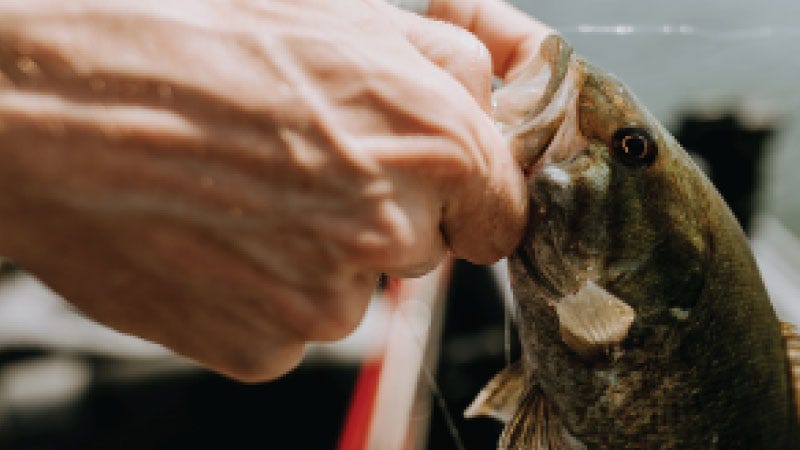 Hands pulling a fish out of the water by the jaw