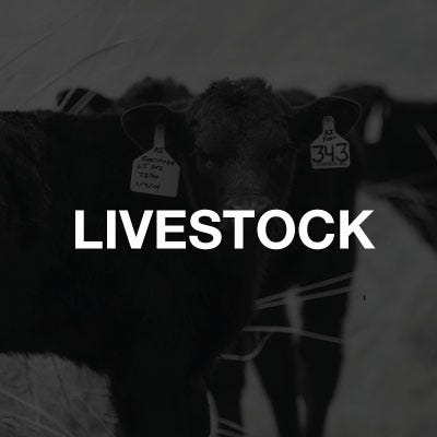 livestock