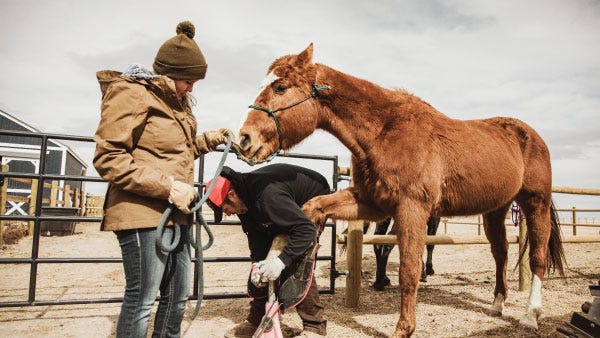 A lady wearing Noble Outfitters leather work gloves hold the guide rope of a horse while a man inspects the front hooves.