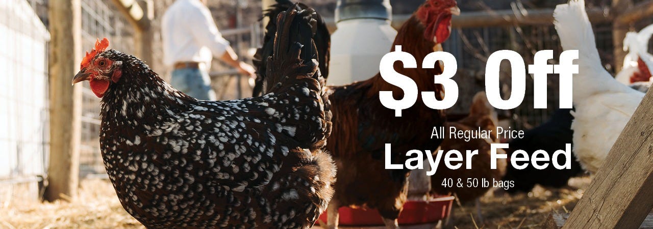 Several chickens stand in a sunlit outdoor coop, with a person visible in the background and large text overlay that reads "$3 Off All Regular Price Layer Feed 40 & 50 lb bags."
