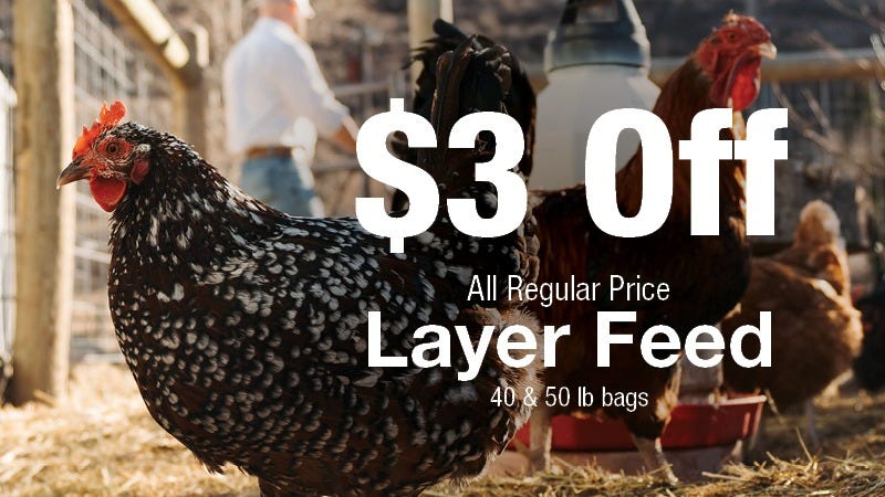Several chickens stand in a sunlit outdoor coop, with a person visible in the background and large text overlay that reads "$3 Off All Regular Price Layer Feed 40 & 50 lb bags."
