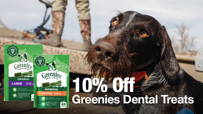 A close-up of a wet dog looking at the camera, with two Greenies Dental Treats packages in the corner and large text advertising "10% Off Greenies Dental Treats."