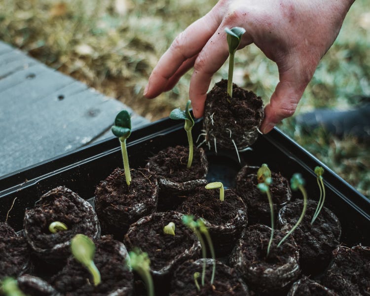 Starter plants in small starter peat pellets