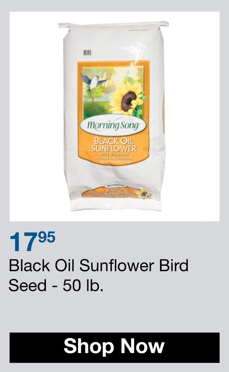 black oil sunflower